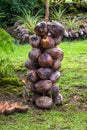 Stack of Dry Coconuts with Local Bird on Grass in Samoa Royalty Free Stock Photo