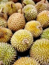 Stack of Durian on the fresh exotic fruit market. The photograph was taken indoor