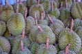 A stack of Durian monthong. Durian is king of fruit is famous Asian fruit.