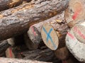 Stack of felled logs Royalty Free Stock Photo