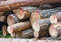 Stack of felled logs Royalty Free Stock Photo