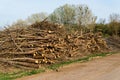 Stack of felled trees