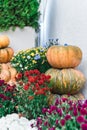 A stack of festive pumpkins at the home yard