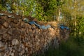 A stack of firewood logs in the foreground trunks of trees cut and stacked in the background with a green forest Royalty Free Stock Photo