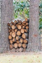 Stack of firewood or pile of logs for burning in fire