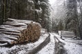 stack of firewood in the winterforest along a path Royalty Free Stock Photo