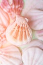 Stack of Flat Sriped White Pink Brown Sea Shells Pink Golden Flare Tropical Background Vacation Wellness Balance Harmony