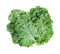 Stack of fresh green leaves of curly-leaf kale Royalty Free Stock Photo