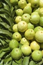 Stack of Fresh Guavas at Farmers Market