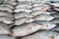 Lates calcarifer at fish market ,snapper fish