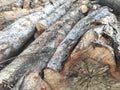 stack of fresh natural brown pine firewood