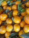 Stack of Fresh and Ripe Mandarin Oranges Royalty Free Stock Photo