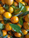 Stack of Fresh and Ripe Mandarin Oranges Royalty Free Stock Photo