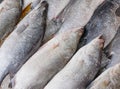 fresh snapper at fish market