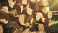 A stack of freshly chopped firewood sits outdoors in warm sunlight highlighting the natural wood grain bark and rustic texture in Royalty Free Stock Photo
