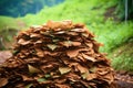 stack of freshly cut tobacco leaves ready for rolling Royalty Free Stock Photo