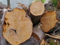 A stack of freshly cut trees Royalty Free Stock Photo