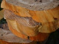 A stack of freshly cutround sections of a trunk of an apple tree in an orchard