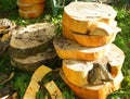 A stack of freshly cutround sections of a trunk of an apple tree in an orchard