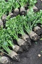 The stack of freshly harvested ripe celery root vegetables in the vegetable garden Royalty Free Stock Photo