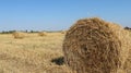 rolls of straw for farm animals on the agricultural field Royalty Free Stock Photo