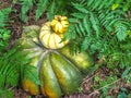 Stack of gourds among ferns