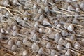 Stack of gray shell natural garlic