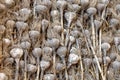 Stack of gray shell natural garlic