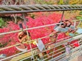 Stack group of keypads for forever love promises locked together in Foliage foreston in Seoul, South Korea Royalty Free Stock Photo