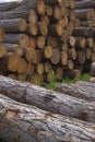 Stack from larchs Siberian. Royalty Free Stock Photo