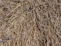 Stack of the last year\'s wheat straw in sunny day Royalty Free Stock Photo