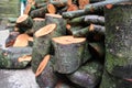 A stack of log cuttings Royalty Free Stock Photo