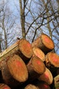 Stack of logs