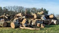 Stack of logs of firewood Royalty Free Stock Photo