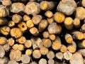 Stack of logs, fresh cut or felled tree trunks piled ready for chopping fire wood in a forest Royalty Free Stock Photo