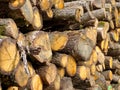 Stack of logs, fresh cut or felled tree trunks piled ready for chopping fire wood in a forest Royalty Free Stock Photo