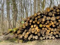 Stack of logs, fresh cut or felled tree trunks piled ready for chopping fire wood in a forest Royalty Free Stock Photo