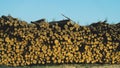 Stack of logs lying on the side of the road. big pile of timber