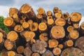 Stack of logs. natural wooden background with timber. log wall Royalty Free Stock Photo