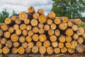 Stack of logs. natural wooden background with timber. log wall Royalty Free Stock Photo