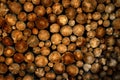 Stack of Logs Pine Trees Royalty Free Stock Photo