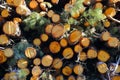 stack logs rings pine forest trees nature walk trail winter trunk Royalty Free Stock Photo