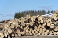 Stack of logs by sawmill Royalty Free Stock Photo
