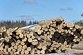 Stack of logs by sawmill Royalty Free Stock Photo