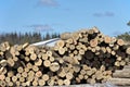 Stack of logs by sawmill