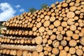 stack of logs sawn by lumberjacks Ready to be processed in the i Royalty Free Stock Photo