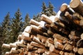 Stack of Logs in Winter Spruce Forest Royalty Free Stock Photo