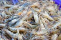 Stack of many fresh shrimp on fish market jetty. For seafood, food, kitchen Royalty Free Stock Photo