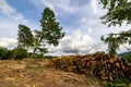 Stack of many sawn logs of pine trees Royalty Free Stock Photo
