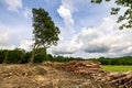 Stack of many sawn logs of pine trees Royalty Free Stock Photo